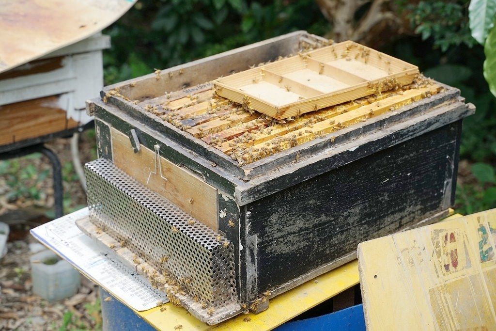 【南投埔里親子景點推薦】咖啡蛋彩手作DIY體驗 咖啡園區生態導覽 張隊長咖啡休閒生態農場 【南投埔里親子景點推薦】咖啡蛋彩手作DIY體驗 咖啡園區生態導覽 張隊長咖啡休閒生態農場