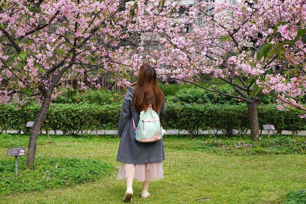 【桃園賞櫻景點推薦】河津櫻美麗綻放 粉紅花海美不勝收 中央大學友好之櫻 【桃園賞櫻景點推薦】河津櫻美麗綻放 粉紅花海美不勝收 中央大學友好之櫻