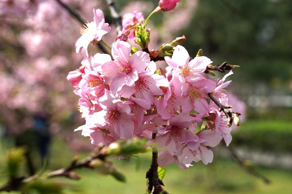 【桃園賞櫻景點推薦】河津櫻美麗綻放 粉紅花海美不勝收 中央大學友好之櫻 【桃園賞櫻景點推薦】河津櫻美麗綻放 粉紅花海美不勝收 中央大學友好之櫻