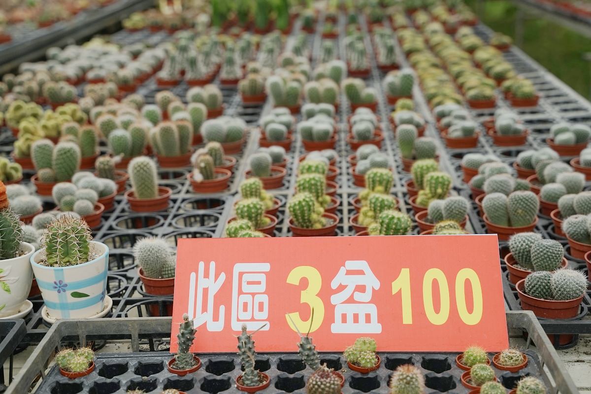 【桃園復興農場推薦】免費參觀多肉植物農場 經濟實惠CP值超高 中興花卉農場 - 第10張圖 【桃園復興農場推薦】免費參觀多肉植物農場 經濟實惠CP值超高 中興花卉農場