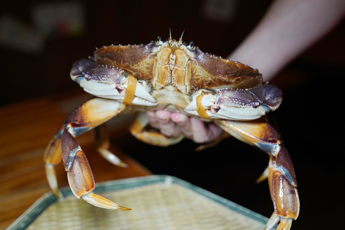 【台北八德路美食餐廳推薦】高CP值日式無菜單料理 極上豪華剌身盛合+活體海鮮和牛 建一食堂