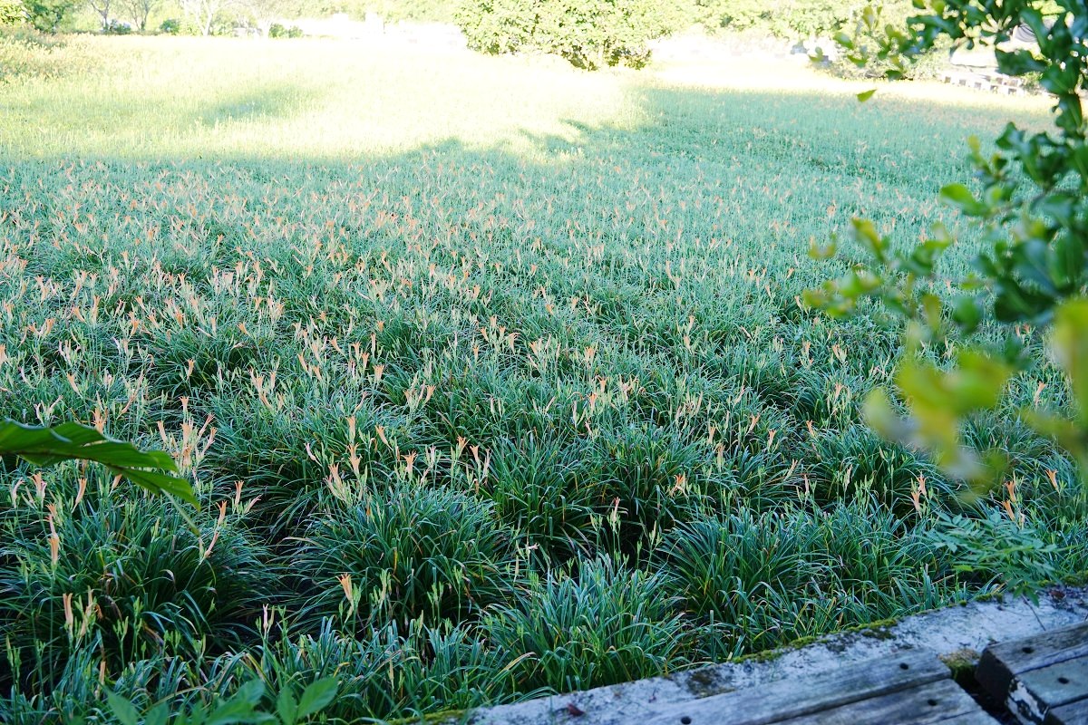 【赤科山住宿推薦】成立於2005年家庭式經營 美味在地風味餐 沂峰農莊