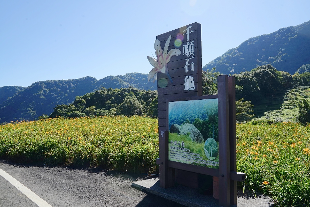 【赤科山必訪景點推薦】千噸靈龜巨石 全台最大赤柯樹 千噸石龜