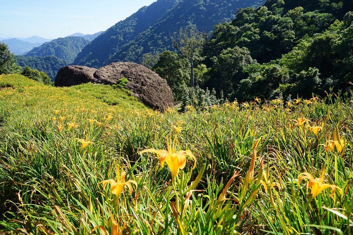 【赤科山必訪景點推薦】千噸靈龜巨石 全台最大赤柯樹 千噸石龜