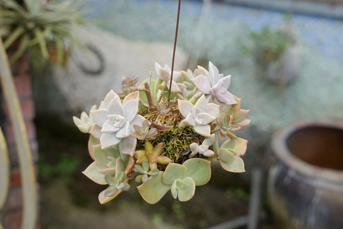 【赤科山美食餐廳推薦】金科花無菜單料理 多肉苔球手作DIY體驗 赤科山加蜜園 - 第27張圖 【赤科山美食餐廳推薦】金科花無菜單料理 多肉苔球手作DIY體驗 赤科山加蜜園