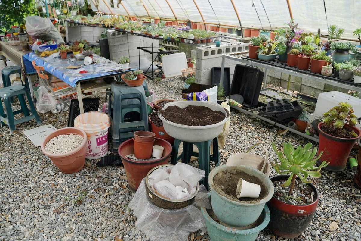 【赤科山美食餐廳推薦】金科花無菜單料理 多肉苔球手作DIY體驗 赤科山加蜜園 - 第28張圖 【赤科山美食餐廳推薦】金科花無菜單料理 多肉苔球手作DIY體驗 赤科山加蜜園