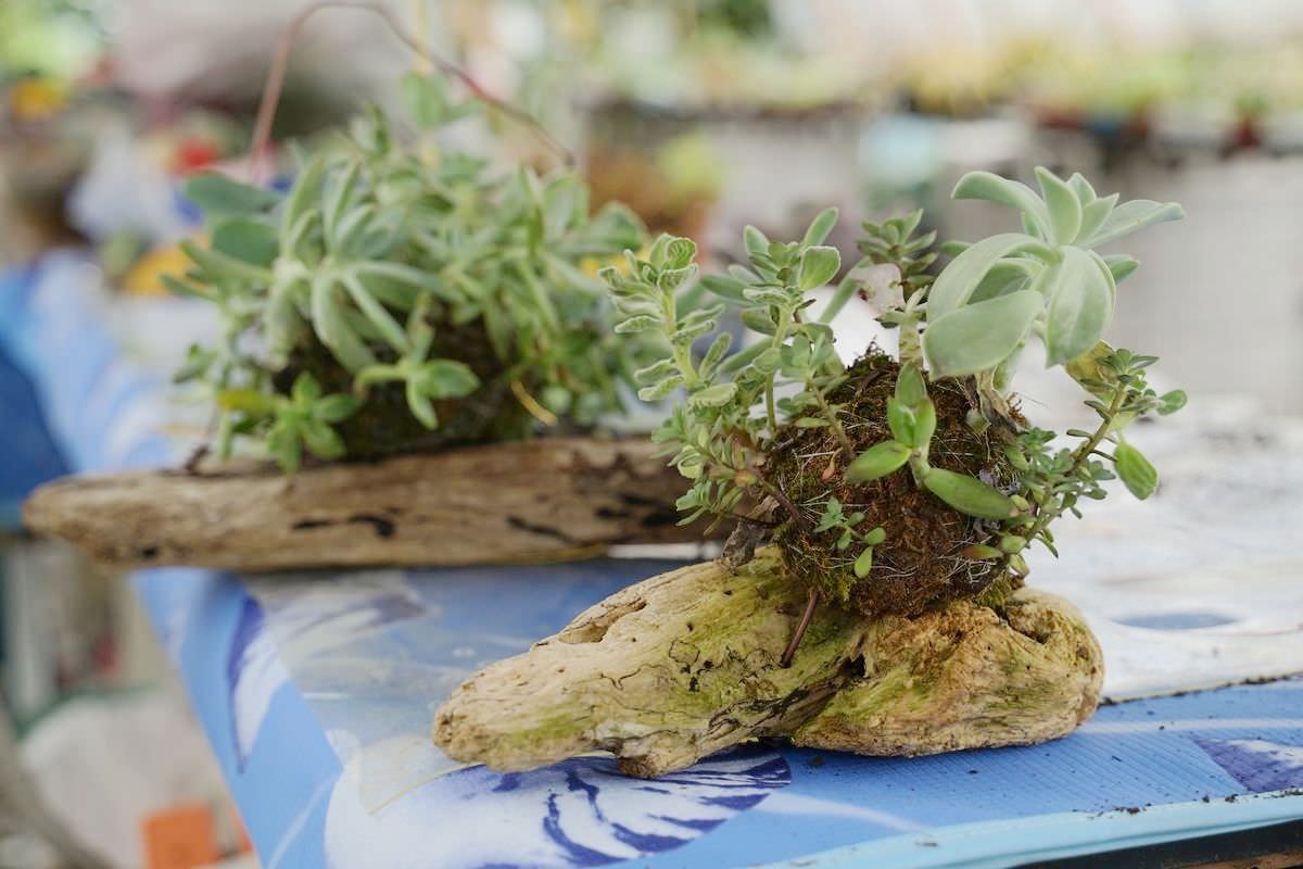 【赤科山美食餐廳推薦】金科花無菜單料理 多肉苔球手作DIY體驗 赤科山加蜜園 - 第29張圖 【赤科山美食餐廳推薦】金科花無菜單料理 多肉苔球手作DIY體驗 赤科山加蜜園