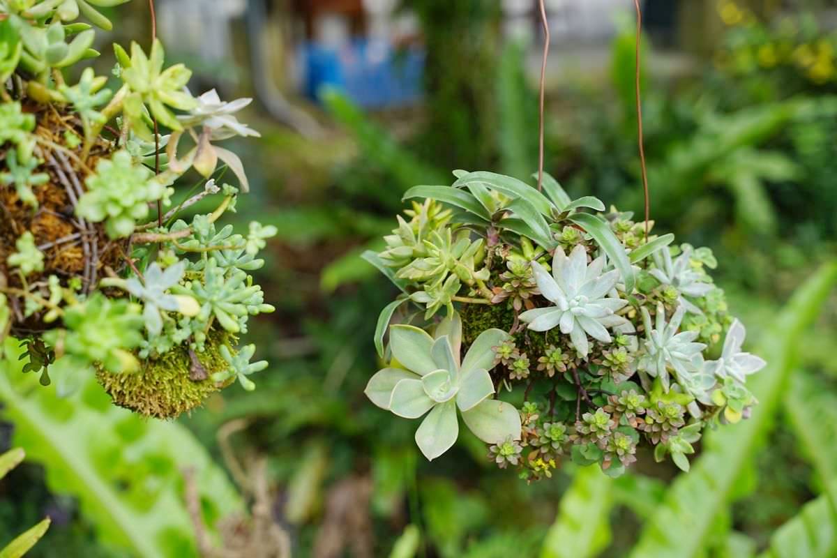 【赤科山美食餐廳推薦】金科花無菜單料理 多肉苔球手作DIY體驗 赤科山加蜜園 - 第30張圖 【赤科山美食餐廳推薦】金科花無菜單料理 多肉苔球手作DIY體驗 赤科山加蜜園