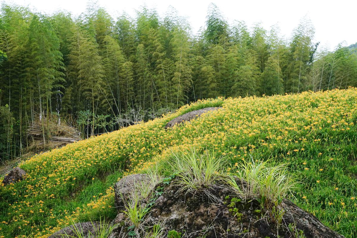 【赤科山三景推薦】茅油氈紙屋頂曬金針 50年歷史半木造四合院 汪家古厝 - 第14張圖 【赤科山三景推薦】茅油氈紙屋頂曬金針 50年歷史半木造四合院 汪家古厝