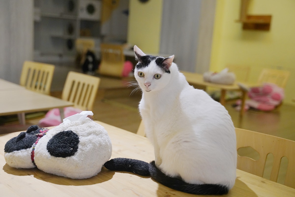 【貓塢 Meow Woo】中原大學寵物餐廳推薦/柏德社區貓咪咖啡廳 不限時飲料無限暢飲 - 第5張圖 【貓塢 Meow Woo】中原大學寵物餐廳推薦/柏德社區貓咪咖啡廳 不限時飲料無限暢飲