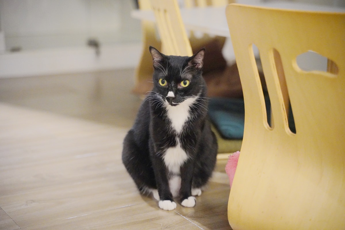 【貓塢 Meow Woo】中原大學寵物餐廳推薦/柏德社區貓咪咖啡廳 不限時飲料無限暢飲 - 第6張圖 【貓塢 Meow Woo】中原大學寵物餐廳推薦/柏德社區貓咪咖啡廳 不限時飲料無限暢飲