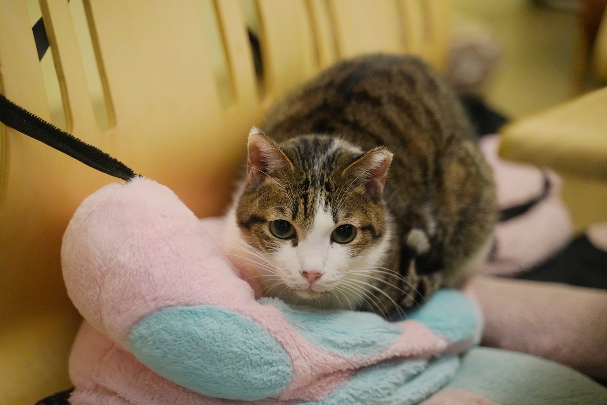 【貓塢 Meow Woo】中原大學寵物餐廳推薦/柏德社區貓咪咖啡廳 不限時飲料無限暢飲