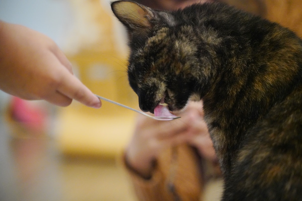 【貓塢 Meow Woo】中原大學寵物餐廳推薦/柏德社區貓咪咖啡廳 不限時飲料無限暢飲