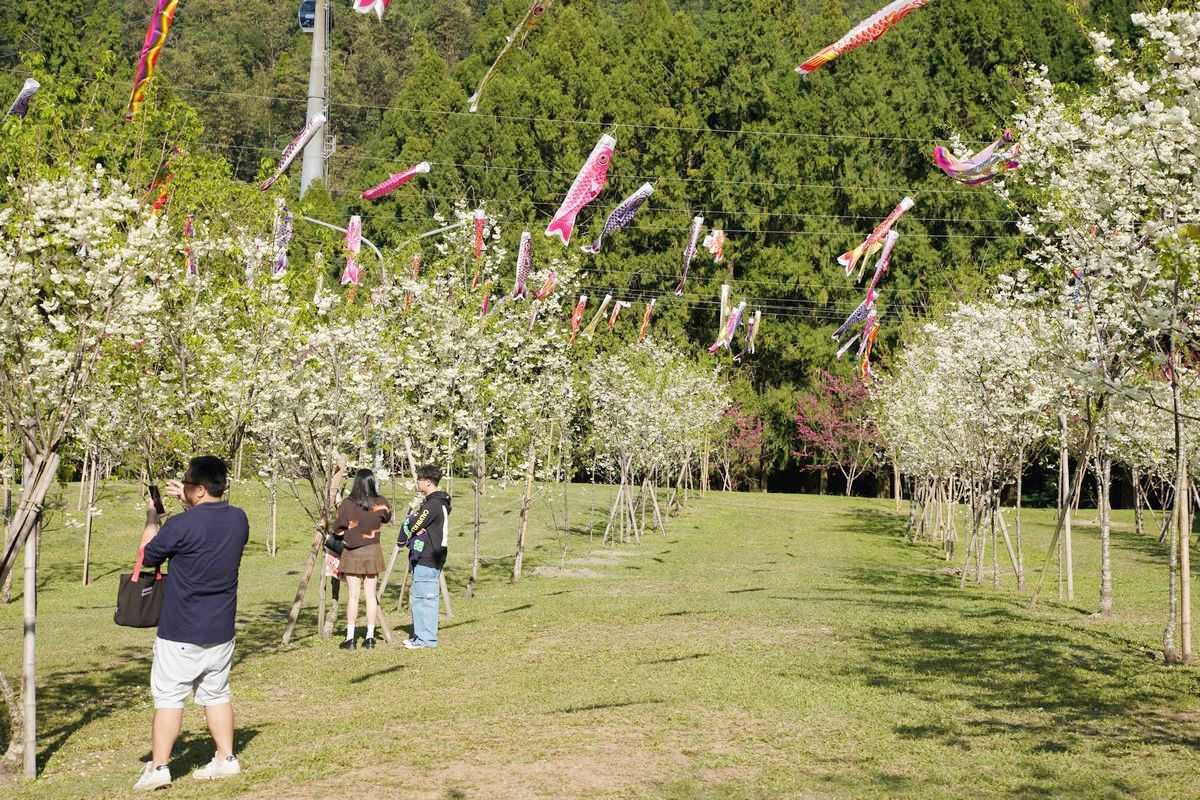 【九族櫻花祭】日本櫻花協會海外唯一認證賞櫻名所 櫻花樹下春櫻饗宴 九族文化村