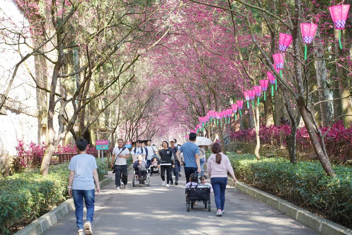 【九族櫻花祭】日本櫻花協會海外唯一認證賞櫻名所 櫻花樹下春櫻饗宴 九族文化村