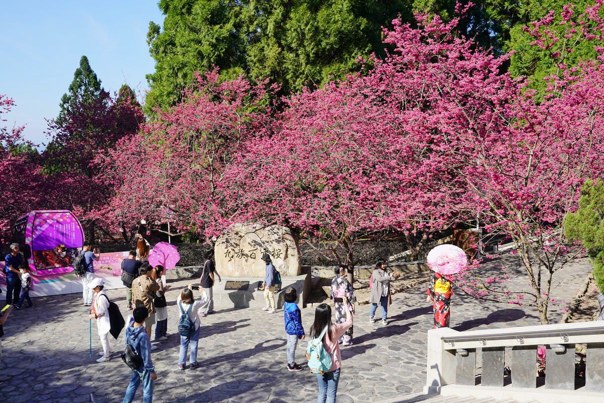 【九族櫻花祭】日本櫻花協會海外唯一認證賞櫻名所 櫻花樹下春櫻饗宴 九族文化村