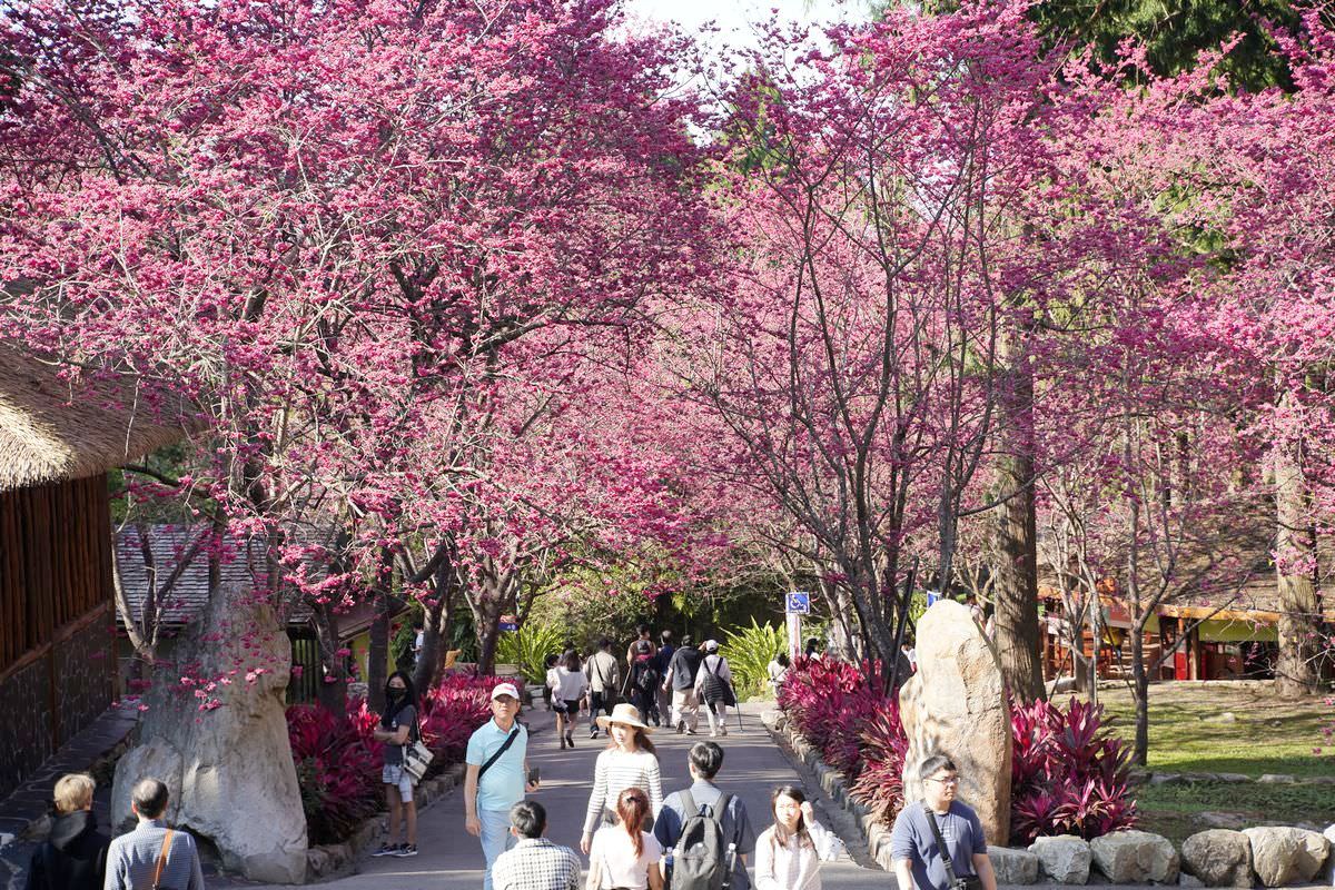 【九族櫻花祭】日本櫻花協會海外唯一認證賞櫻名所 櫻花樹下春櫻饗宴 九族文化村