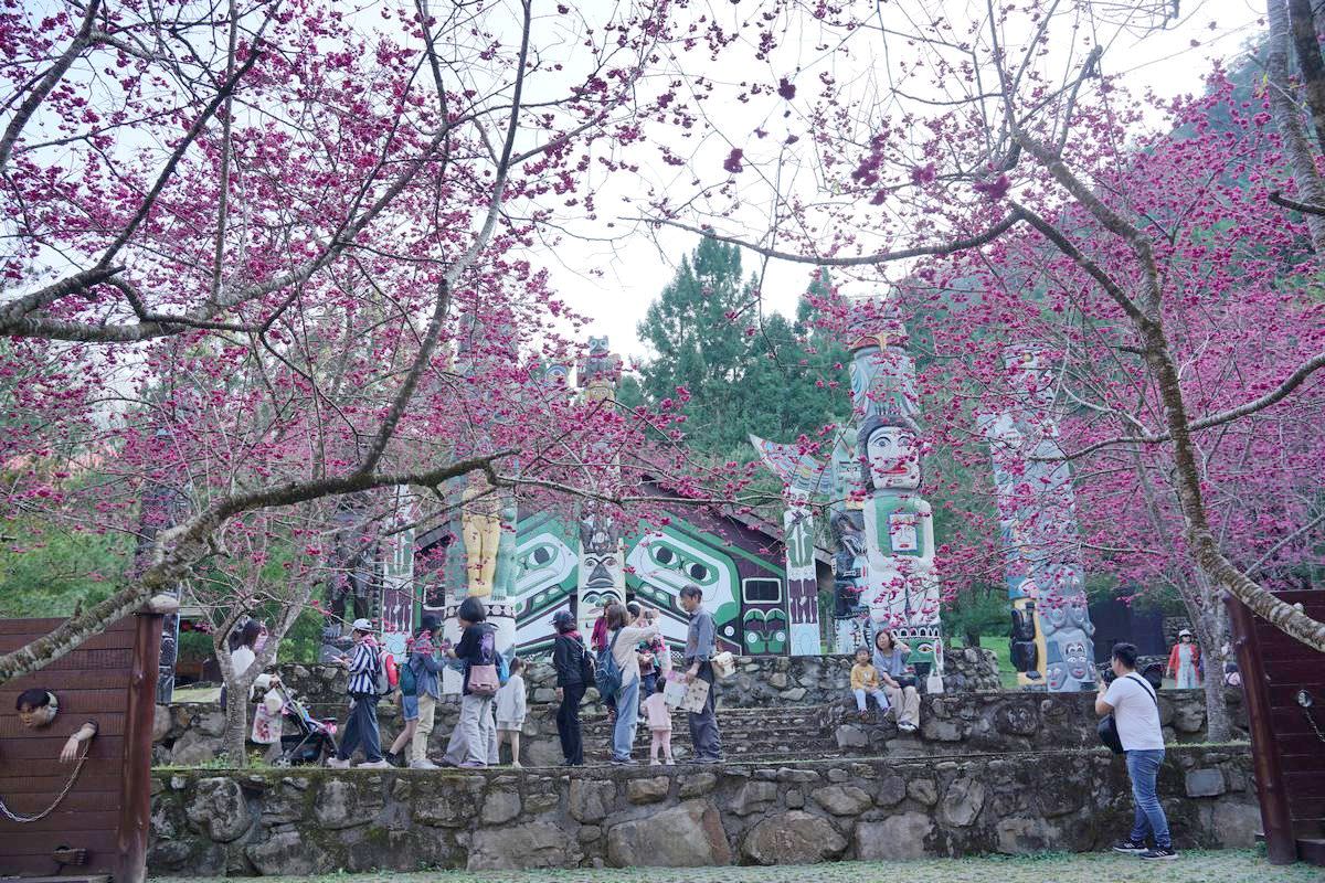 【九族櫻花祭】日本櫻花協會海外唯一認證賞櫻名所 櫻花樹下春櫻饗宴 九族文化村