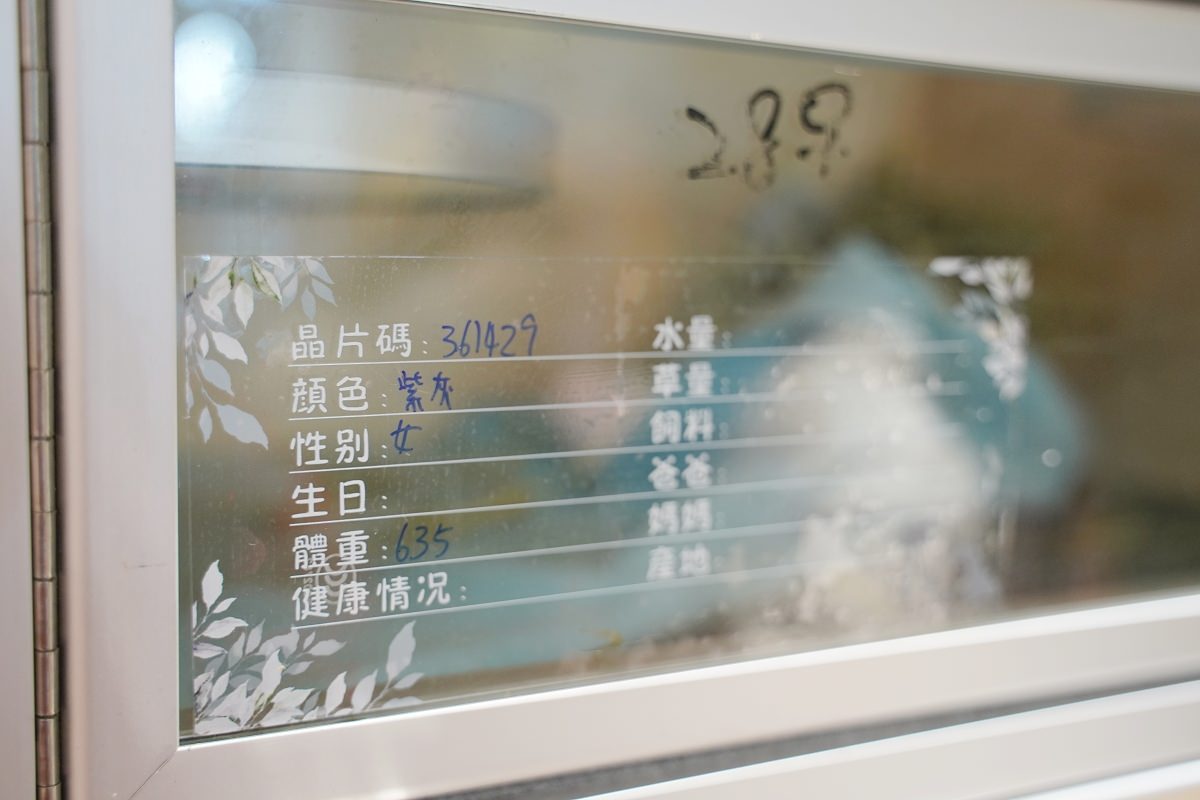 【幸福龍貓寵物專賣店】合法申請輸入嚴謹健檢檢疫 專業龍貓專賣店 台中幸福龍貓專賣店參觀心得