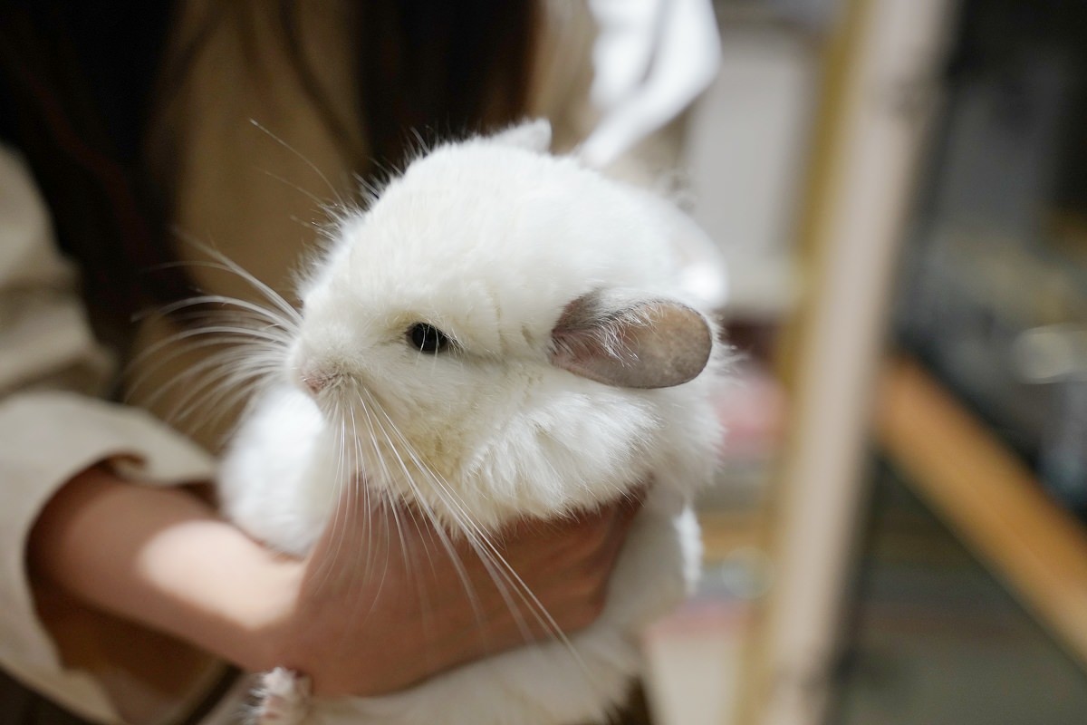 【幸福龍貓寵物專賣店】合法申請輸入嚴謹健檢檢疫 專業龍貓專賣店 台中幸福龍貓專賣店參觀心得
