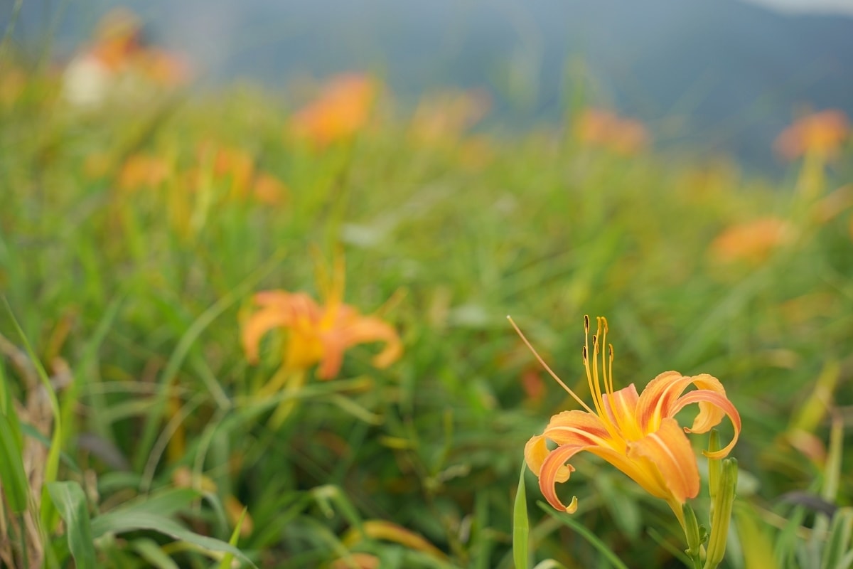 【富里六十石山賞花景點推薦】賞金針花第一站黃花亭 富里六十石山伯公福德祠 台灣小瑞士看可愛小恐龍