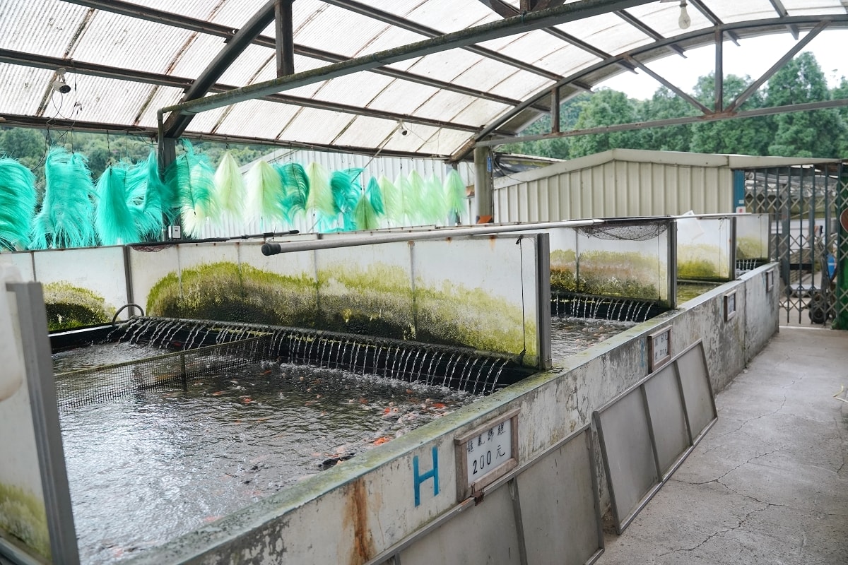 【龍潭三洽水景點推薦】佳河錦鯉園餵魚趣 繞山花手作DIY喝下午茶 三和青創基地 - 第2張圖 【龍潭三洽水景點推薦】佳河錦鯉園餵魚趣 繞山花手作DIY喝下午茶 三和青創基地