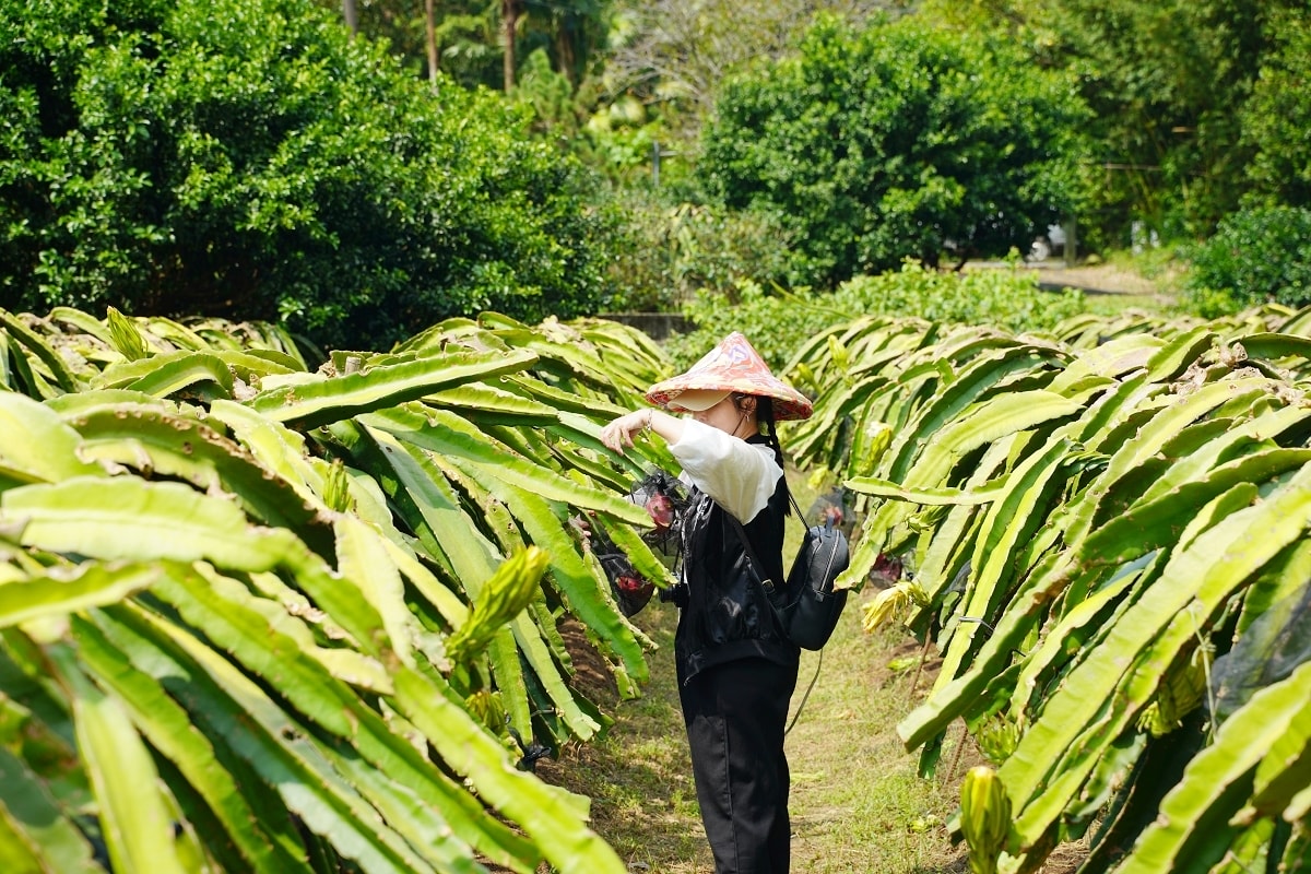 【澢滴水紅龍果園】龍潭三洽水觀光自採果園 一年四季自產自銷當季水果