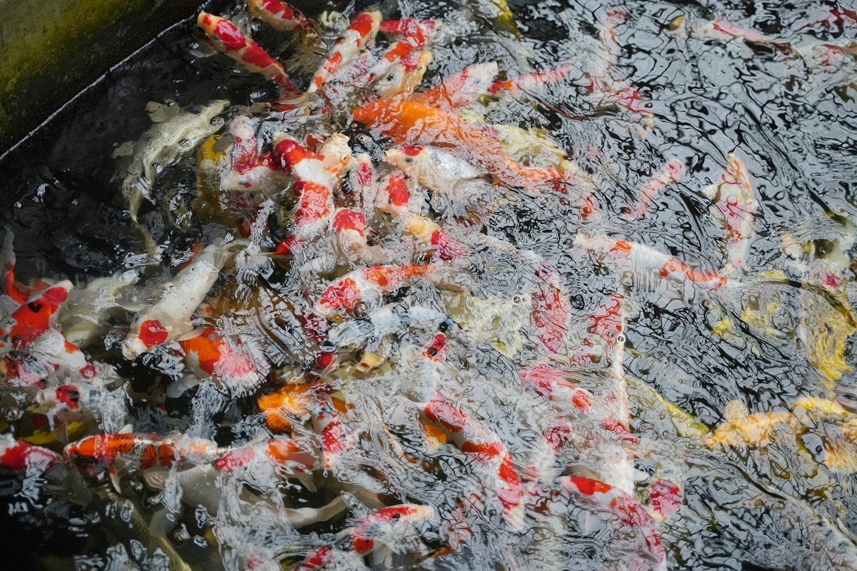 【龍潭三洽水景點推薦】佳河錦鯉園餵魚趣 繞山花手作DIY喝下午茶 三和青創基地 - 第5張圖 【龍潭三洽水景點推薦】佳河錦鯉園餵魚趣 繞山花手作DIY喝下午茶 三和青創基地