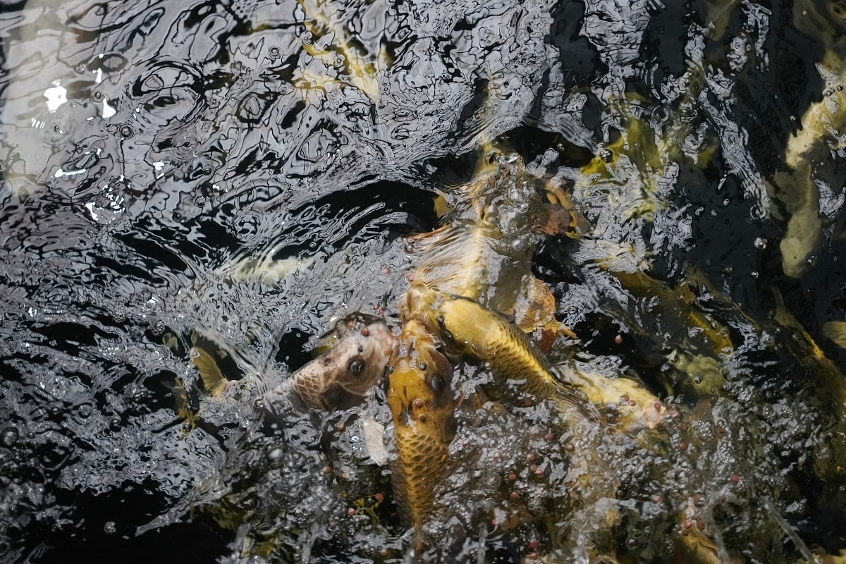 【龍潭三洽水景點推薦】佳河錦鯉園餵魚趣 繞山花手作DIY喝下午茶 三和青創基地 - 第6張圖 【龍潭三洽水景點推薦】佳河錦鯉園餵魚趣 繞山花手作DIY喝下午茶 三和青創基地