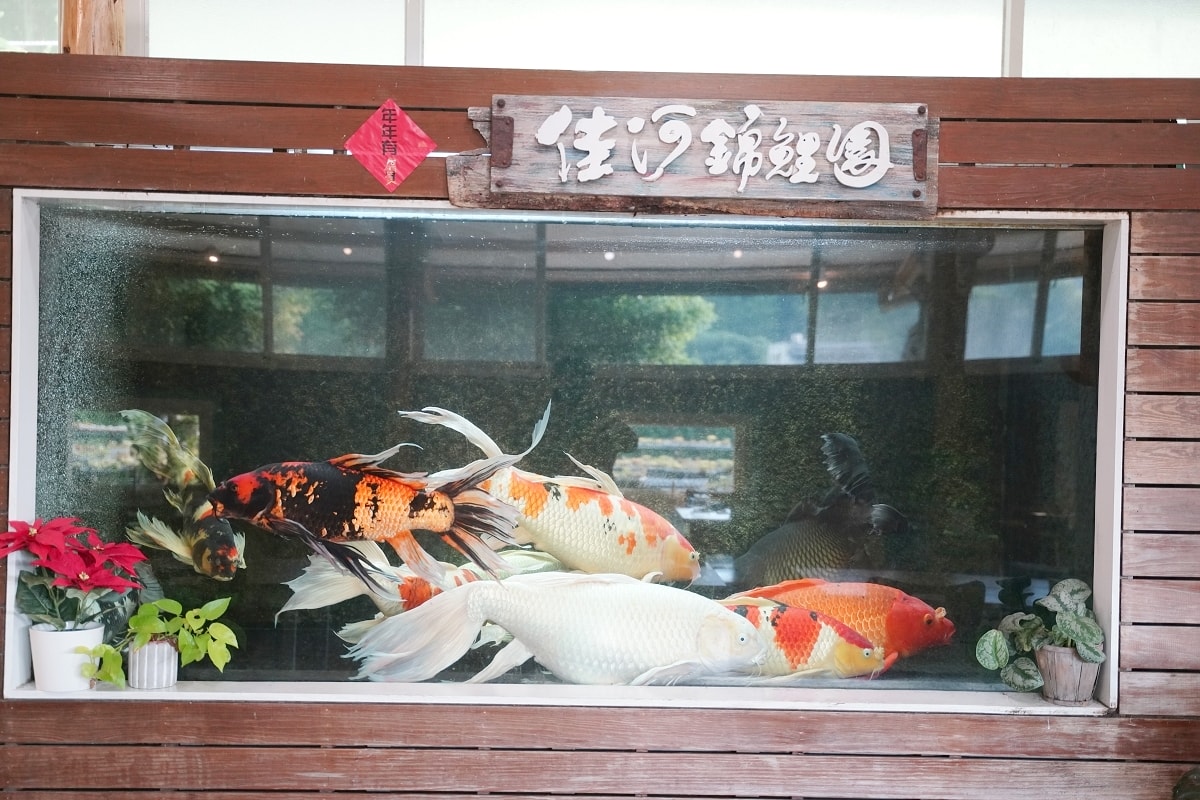 【龍潭三洽水景點推薦】佳河錦鯉園餵魚趣 繞山花手作DIY喝下午茶 三和青創基地 - 第17張圖 【龍潭三洽水景點推薦】佳河錦鯉園餵魚趣 繞山花手作DIY喝下午茶 三和青創基地
