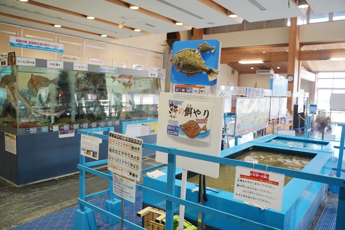 【鳥取親子景點推薦】鳥取賀露市場免費室內景點 螃蟹主題水族館 鳥取縣立鳥取賀露螃蟹兒童博物館(鳥取県立とっとり賀露かにっこ館)