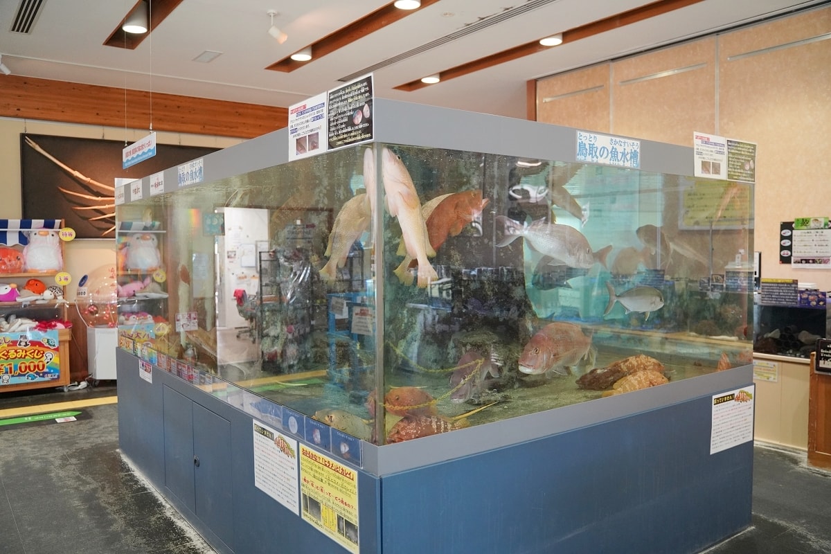 【鳥取親子景點推薦】鳥取賀露市場免費室內景點 螃蟹主題水族館 鳥取縣立鳥取賀露螃蟹兒童博物館(鳥取県立とっとり賀露かにっこ館)