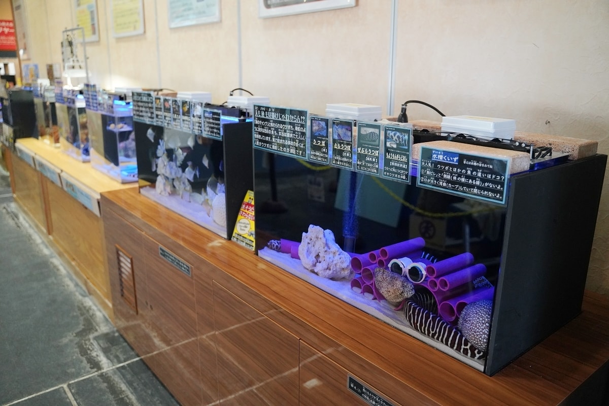 【鳥取親子景點推薦】鳥取賀露市場免費室內景點 螃蟹主題水族館 鳥取縣立鳥取賀露螃蟹兒童博物館(鳥取県立とっとり賀露かにっこ館)