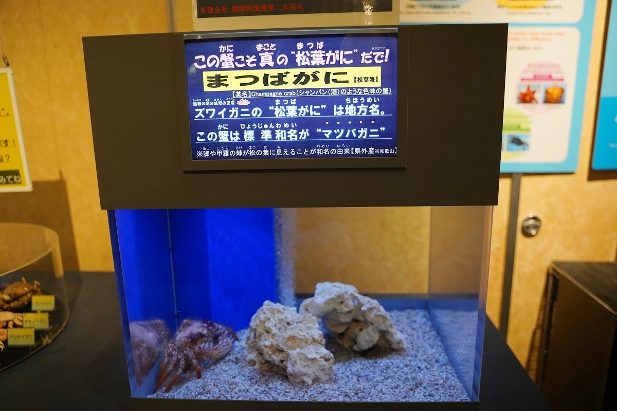 【鳥取親子景點推薦】鳥取賀露市場免費室內景點 螃蟹主題水族館 鳥取縣立鳥取賀露螃蟹兒童博物館(鳥取県立とっとり賀露かにっこ館)