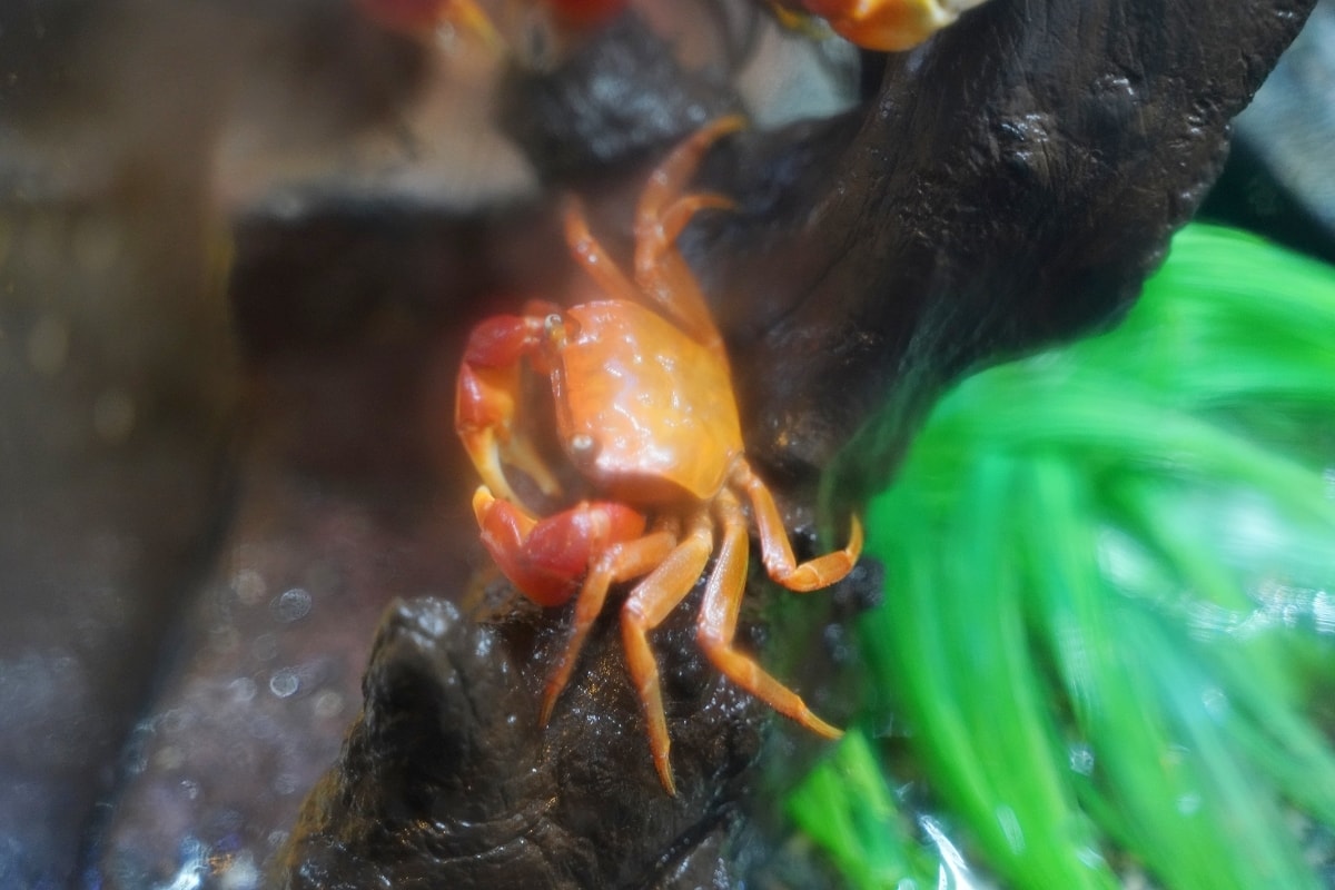 【鳥取親子景點推薦】鳥取賀露市場免費室內景點 螃蟹主題水族館 鳥取縣立鳥取賀露螃蟹兒童博物館(鳥取県立とっとり賀露かにっこ館)