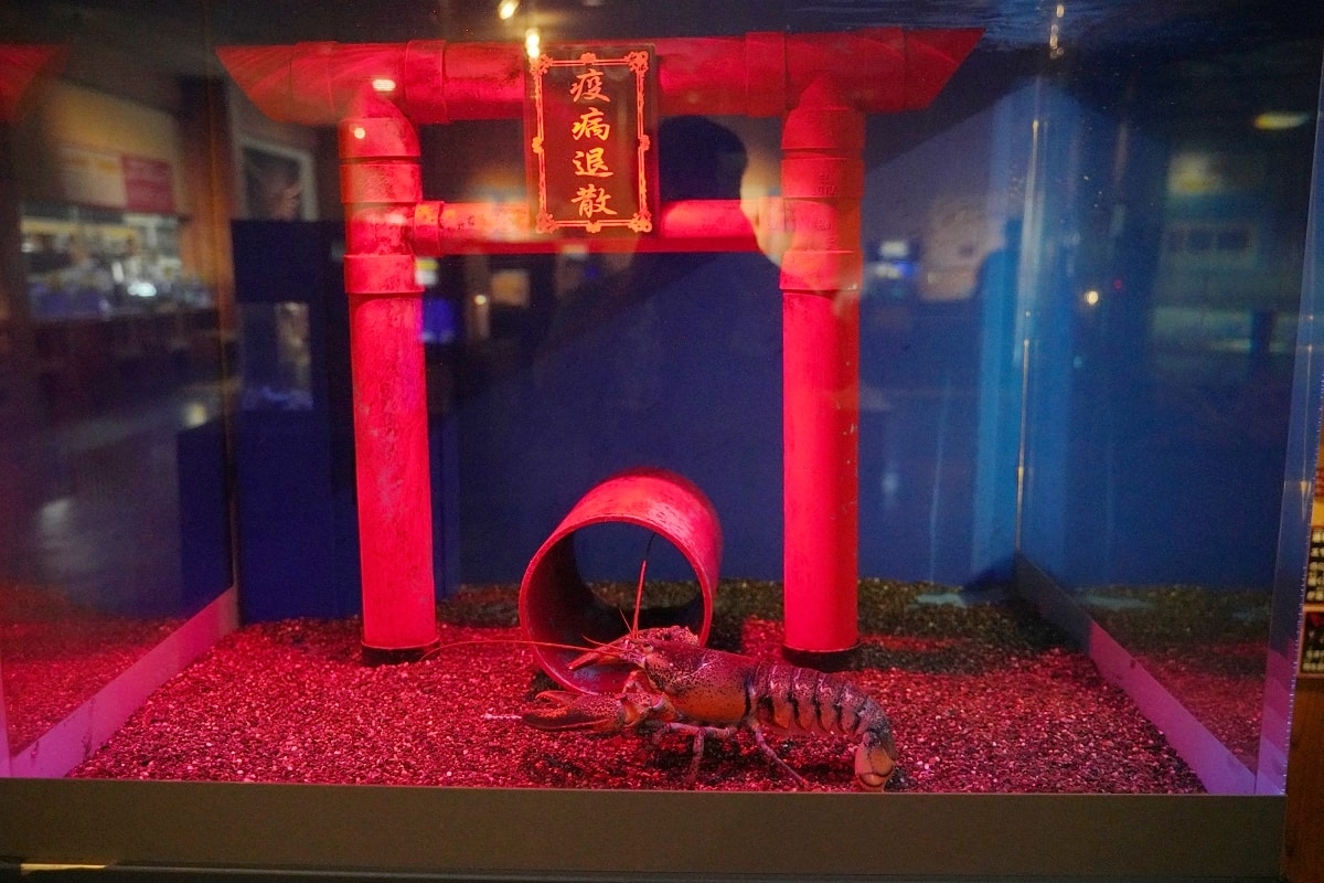 【鳥取親子景點推薦】鳥取賀露市場免費室內景點 螃蟹主題水族館 鳥取縣立鳥取賀露螃蟹兒童博物館(鳥取県立とっとり賀露かにっこ館)