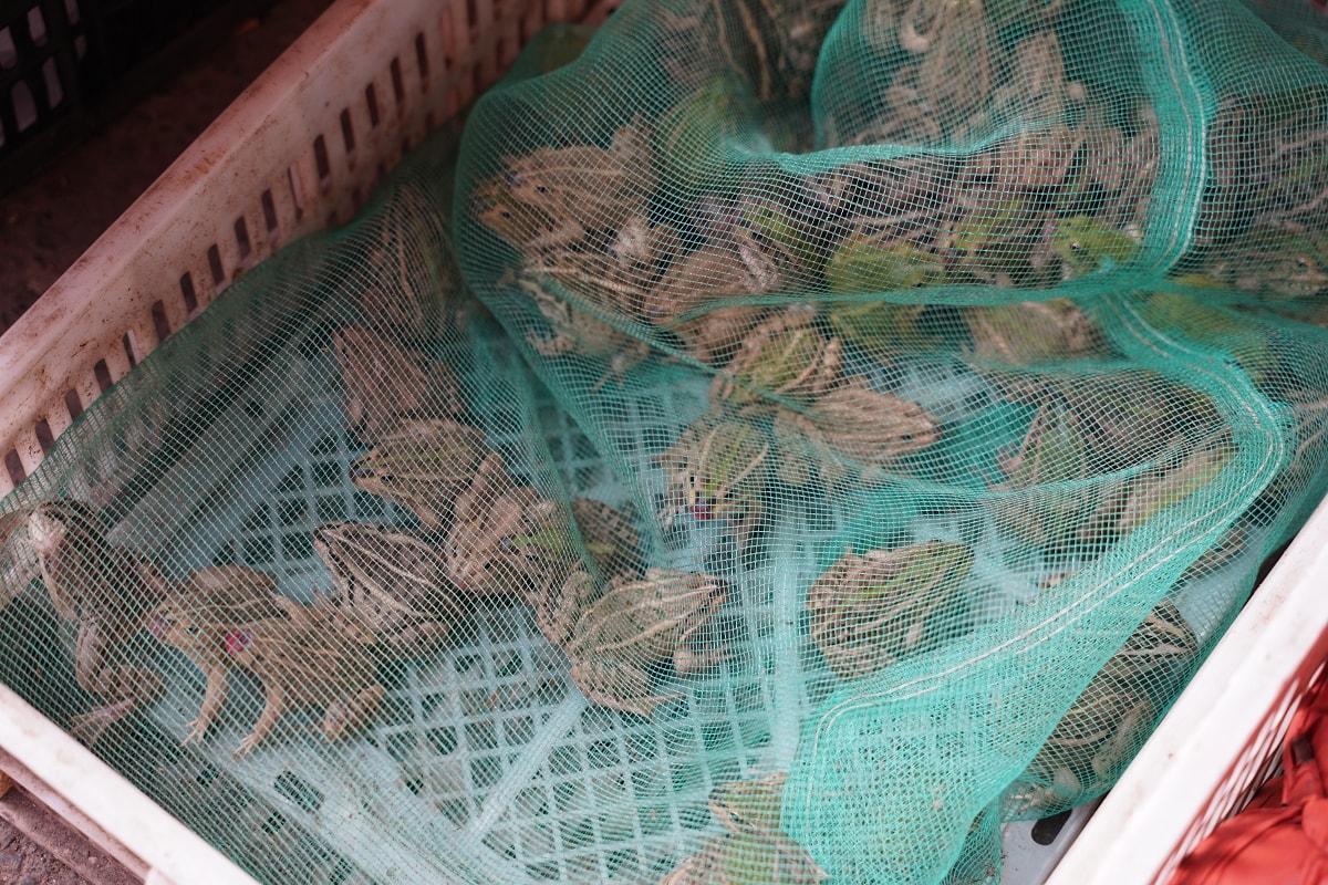 【塘坨農貿市場】湖南懷化洪江在地菜市場 洪江區標志性老牌農貿市場 洪江古商城旅遊必訪