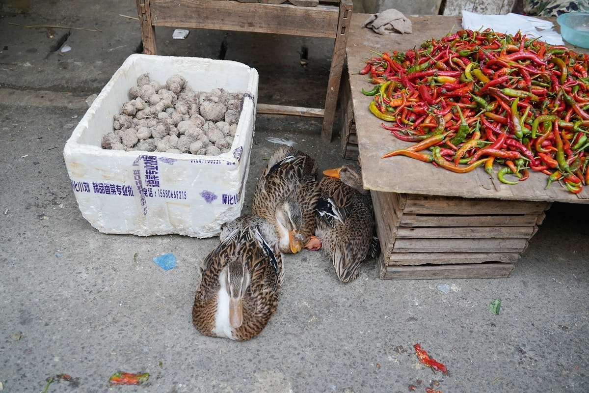【塘坨農貿市場】湖南懷化洪江在地菜市場 洪江區標志性老牌農貿市場 洪江古商城旅遊必訪
