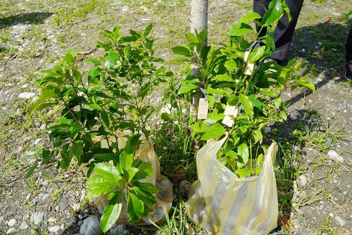 【花蓮零碳旅遊第一站】理想大地森度旅行ESG零碳植樹體驗 種植台灣原生種樹木永續台灣 - 第2張圖 【花蓮零碳旅遊第一站】理想大地森度旅行ESG零碳植樹體驗 種植台灣原生種樹木永續台灣