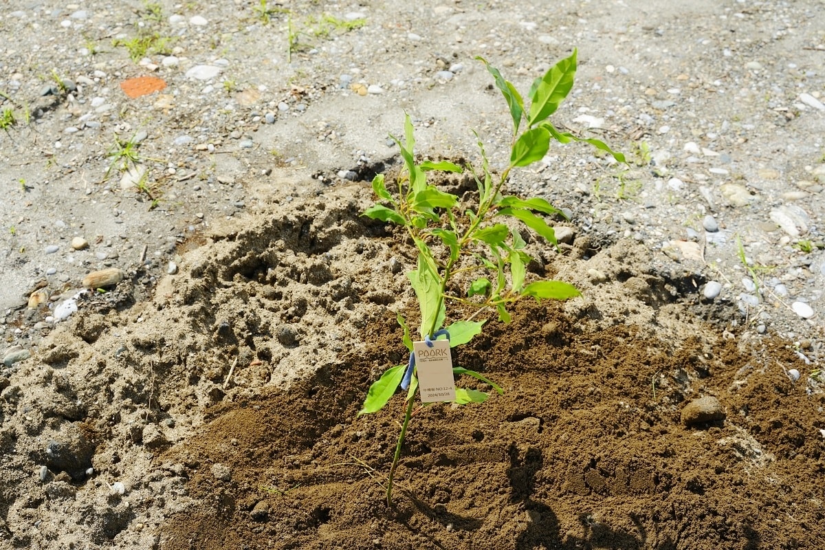 【花蓮零碳旅遊第一站】理想大地森度旅行ESG零碳植樹體驗 種植台灣原生種樹木永續台灣 - 第6張圖 【花蓮零碳旅遊第一站】理想大地森度旅行ESG零碳植樹體驗 種植台灣原生種樹木永續台灣