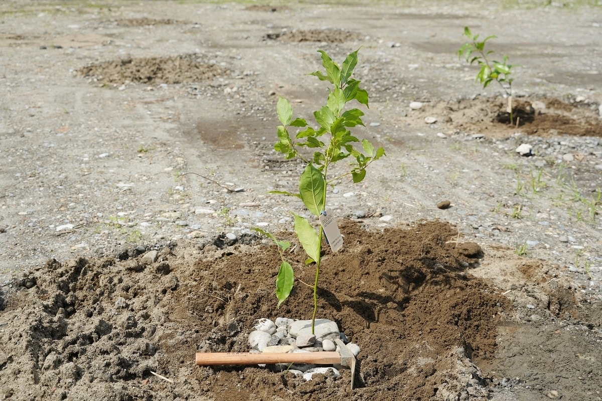 【花蓮零碳旅遊第一站】理想大地森度旅行ESG零碳植樹體驗 種植台灣原生種樹木永續台灣 - 第7張圖 【花蓮零碳旅遊第一站】理想大地森度旅行ESG零碳植樹體驗 種植台灣原生種樹木永續台灣