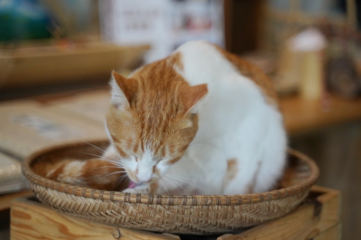 【花蓮玉里美食餐廳推薦】假日限定花蓮玉里無菜單料理貓咪咖啡館好選擇 自家栽種有機無毒米/蔬菜 耕香園xSERA咖啡 - 第4張圖 【花蓮玉里美食餐廳推薦】假日限定花蓮玉里無菜單料理貓咪咖啡館好選擇 自家栽種有機無毒米/蔬菜 耕香園xSERA咖啡