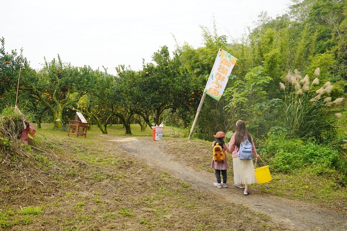 【新竹峨眉橘子園推薦】新竹觀光果園好選擇 免費入園採果樂/香甜桶柑砂糖橘試吃 峨眉柑心園 - 第4張圖 【新竹峨眉橘子園推薦】新竹觀光果園好選擇 免費入園採果樂/香甜桶柑砂糖橘試吃 峨眉柑心園