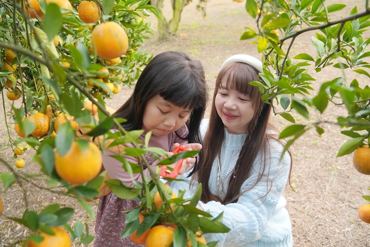【新竹峨眉橘子園推薦】新竹觀光果園好選擇 免費入園採果樂/香甜桶柑砂糖橘試吃 峨眉柑心園 - 第7張圖 【新竹峨眉橘子園推薦】新竹觀光果園好選擇 免費入園採果樂/香甜桶柑砂糖橘試吃 峨眉柑心園