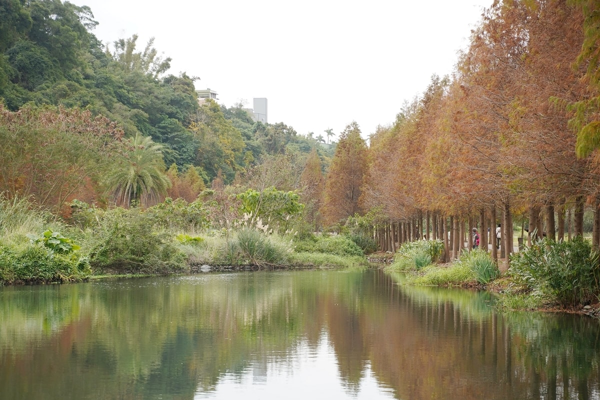 【桃園落羽松景點推薦】大溪落羽松網美景點 免費參觀上百棵水生落羽松 月眉人工濕地落羽松大道 - 第3張圖 【桃園落羽松景點推薦】大溪落羽松網美景點 免費參觀上百棵水生落羽松 月眉人工濕地落羽松大道
