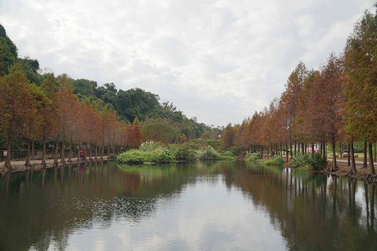 【桃園落羽松景點推薦】大溪落羽松網美景點 免費參觀上百棵水生落羽松 月眉人工濕地落羽松大道 - 第5張圖 【桃園落羽松景點推薦】大溪落羽松網美景點 免費參觀上百棵水生落羽松 月眉人工濕地落羽松大道