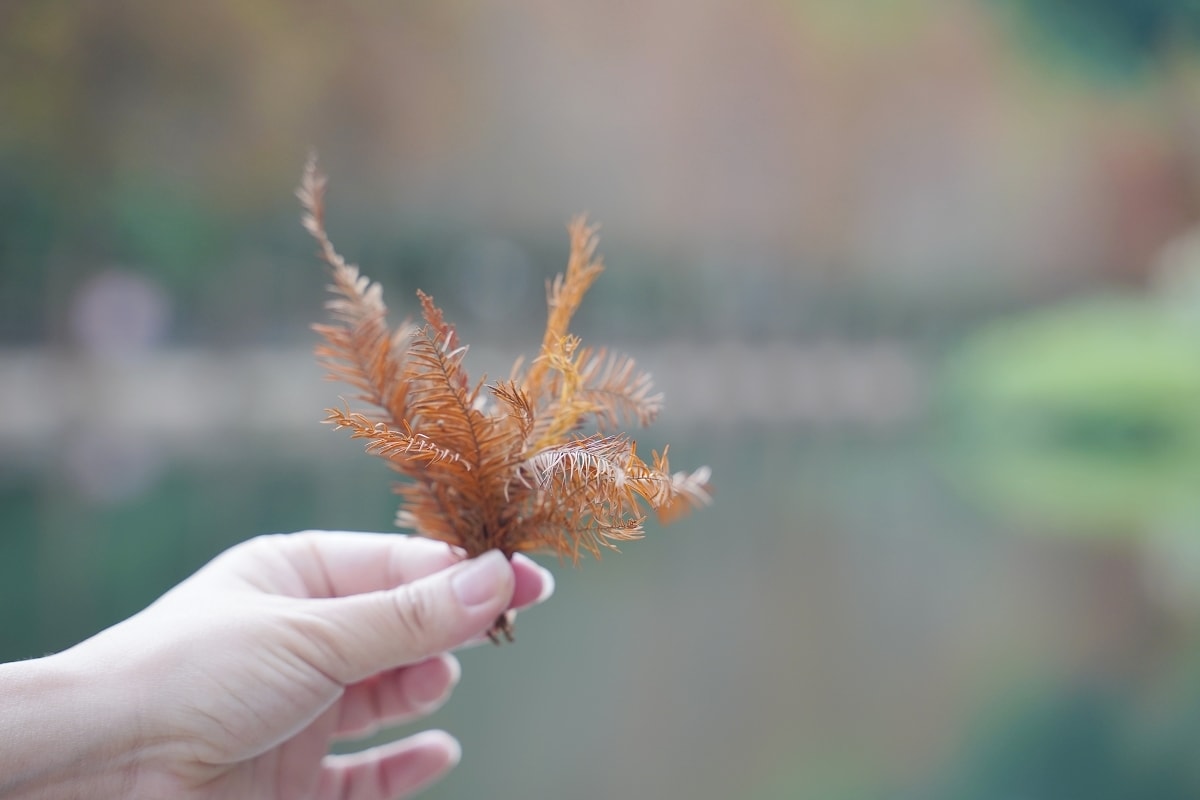 【桃園落羽松景點推薦】大溪落羽松網美景點 免費參觀上百棵水生落羽松 月眉人工濕地落羽松大道 - 第6張圖 【桃園落羽松景點推薦】大溪落羽松網美景點 免費參觀上百棵水生落羽松 月眉人工濕地落羽松大道