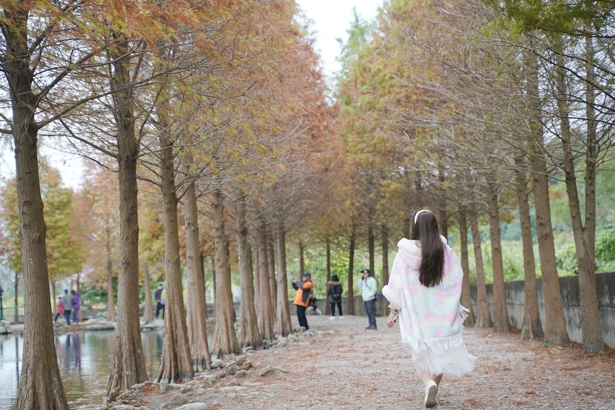 【桃園落羽松景點推薦】大溪落羽松網美景點 免費參觀上百棵水生落羽松 月眉人工濕地落羽松大道 - 第19張圖 【桃園落羽松景點推薦】大溪落羽松網美景點 免費參觀上百棵水生落羽松 月眉人工濕地落羽松大道
