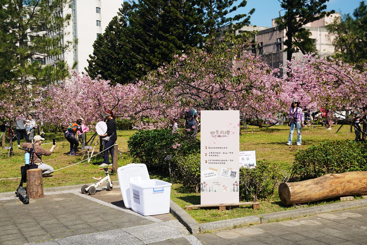【桃園賞櫻景點推薦】河津櫻美麗綻放 粉紅花海美不勝收 中央大學友好之櫻 - 第4張圖 【桃園賞櫻景點推薦】河津櫻美麗綻放 粉紅花海美不勝收 中央大學友好之櫻
