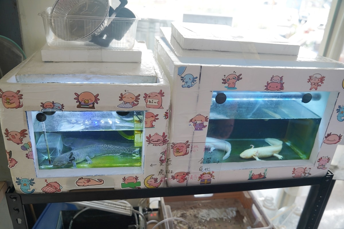 【元智大學水餃推薦】內壢元智興仁親子公園旁 人氣平價美食 手工水餃顆顆美味 梁媽媽手工水餃